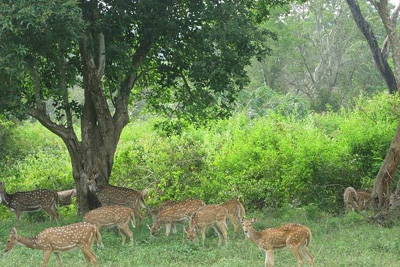 Tiger Ranch Resort Bandipur