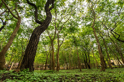 The Windflower Jungle Resort Bandipur