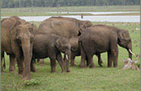 Jungle Lodges &amp; Resorts Eco Holidays, resort, kabini, dandeli, brt, b r hills, devbagh, karwar, doddamakali, galibore,bheemeshwari, beach, bnp, dubare, resorts, adventure, white, water, rafting, canoe, kayaking, kayak, canoeing, bird, watching, safari, jungle, karnataka, lodge, lodges, reservation, book, booking, price, season, visit, best, eco-tourism, ecotourism, destination, favourite, best, children, adult, love, peace, calm, nature.