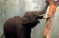 Jungle Lodges &amp; Resorts Eco Holidays, resort, kabini, dandeli, brt, b r hills, devbagh, karwar, doddamakali, galibore,bheemeshwari, beach, bnp, dubare, resorts, adventure, white, water, rafting, canoe, kayaking, kayak, canoeing, bird, watching, safari, jungle, karnataka, lodge, lodges, reservation, book, booking, price, season, visit, best, eco-tourism, ecotourism, destination, favourite, best, children, adult, love, peace, calm, nature.