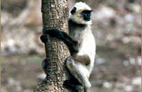 Jungle Lodges &amp; Resorts Eco Holidays, resort, kabini, dandeli, brt, b r hills, devbagh, karwar, doddamakali, galibore,bheemeshwari, beach, bnp, dubare, resorts, adventure, white, water, rafting, canoe, kayaking, kayak, canoeing, bird, watching, safari, jungle, karnataka, lodge, lodges, reservation, book, booking, price, season, visit, best, eco-tourism, ecotourism, destination, favourite, best, children, adult, love, peace, calm, nature.