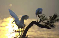 Jungle Lodges &amp; Resorts Eco Holidays, resort, kabini, dandeli, brt, b r hills, devbagh, karwar, doddamakali, galibore,bheemeshwari, beach, bnp, dubare, resorts, adventure, white, water, rafting, canoe, kayaking, kayak, canoeing, bird, watching, safari, jungle, karnataka, lodge, lodges, reservation, book, booking, price, season, visit, best, eco-tourism, ecotourism, destination, favourite, best, children, adult, love, peace, calm, nature.