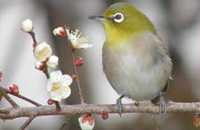 Jungle Lodges &amp; Resorts Eco Holidays, resort, kabini, dandeli, brt, b r hills, devbagh, karwar, doddamakali, galibore,bheemeshwari, beach, bnp, dubare, resorts, adventure, white, water, rafting, canoe, kayaking, kayak, canoeing, bird, watching, safari, jungle, karnataka, lodge, lodges, reservation, book, booking, price, season, visit, best, eco-tourism, ecotourism, destination, favourite, best, children, adult, love, peace, calm, nature.