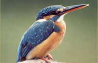 Jungle Lodges &amp; Resorts Eco Holidays, resort, kabini, dandeli, brt, b r hills, devbagh, karwar, doddamakali, galibore,bheemeshwari, beach, bnp, dubare, resorts, adventure, white, water, rafting, canoe, kayaking, kayak, canoeing, bird, watching, safari, jungle, karnataka, lodge, lodges, reservation, book, booking, price, season, visit, best, eco-tourism, ecotourism, destination, favourite, best, children, adult, love, peace, calm, nature.