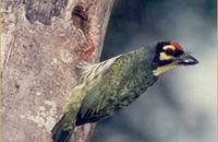 Jungle Lodges &amp; Resorts Eco Holidays, resort, kabini, dandeli, brt, b r hills, devbagh, karwar, doddamakali, galibore,bheemeshwari, beach, bnp, dubare, resorts, adventure, white, water, rafting, canoe, kayaking, kayak, canoeing, bird, watching, safari, jungle, karnataka, lodge, lodges, reservation, book, booking, price, season, visit, best, eco-tourism, ecotourism, destination, favourite, best, children, adult, love, peace, calm, nature.