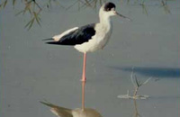 Jungle Lodges &amp; Resorts Eco Holidays, resort, kabini, dandeli, brt, b r hills, devbagh, karwar, doddamakali, galibore,bheemeshwari, beach, bnp, dubare, resorts, adventure, white, water, rafting, canoe, kayaking, kayak, canoeing, bird, watching, safari, jungle, karnataka, lodge, lodges, reservation, book, booking, price, season, visit, best, eco-tourism, ecotourism, destination, favourite, best, children, adult, love, peace, calm, nature.