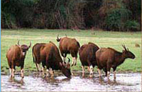 Jungle Lodges &amp; Resorts Eco Holidays, resort, kabini, dandeli, brt, b r hills, devbagh, karwar, doddamakali, galibore,bheemeshwari, beach, bnp, dubare, resorts, adventure, white, water, rafting, canoe, kayaking, kayak, canoeing, bird, watching, safari, jungle, karnataka, lodge, lodges, reservation, book, booking, price, season, visit, best, eco-tourism, ecotourism, destination, favourite, best, children, adult, love, peace, calm, nature.