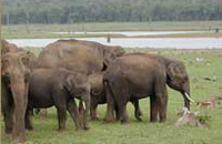 Jungle Lodges &amp; Resorts Eco Holidays, resort, kabini, dandeli, brt, b r hills, devbagh, karwar, doddamakali, galibore,bheemeshwari, beach, bnp, dubare, resorts, adventure, white, water, rafting, canoe, kayaking, kayak, canoeing, bird, watching, safari, jungle, karnataka, lodge, lodges, reservation, book, booking, price, season, visit, best, eco-tourism, ecotourism, destination, favourite, best, children, adult, love, peace, calm, nature.