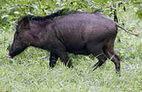 Jungle Lodges &amp; Resorts Eco Holidays, resort, kabini, dandeli, brt, b r hills, devbagh, karwar, doddamakali, galibore,bheemeshwari, beach, bnp, dubare, resorts, adventure, white, water, rafting, canoe, kayaking, kayak, canoeing, bird, watching, safari, jungle, karnataka, lodge, lodges, reservation, book, booking, price, season, visit, best, eco-tourism, ecotourism, destination, favourite, best, children, adult, love, peace, calm, nature.