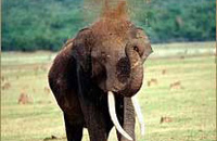 Jungle Lodges &amp; Resorts Eco Holidays, resort, kabini, dandeli, brt, b r hills, devbagh, karwar, doddamakali, galibore,bheemeshwari, beach, bnp, dubare, resorts, adventure, white, water, rafting, canoe, kayaking, kayak, canoeing, bird, watching, safari, jungle, karnataka, lodge, lodges, reservation, book, booking, price, season, visit, best, eco-tourism, ecotourism, destination, favourite, best, children, adult, love, peace, calm, nature.