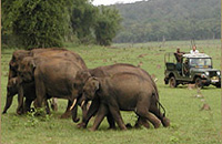 Jungle Lodges &amp; Resorts Eco Holidays, resort, kabini, dandeli, brt, b r hills, devbagh, karwar, doddamakali, galibore,bheemeshwari, beach, bnp, dubare, resorts, adventure, white, water, rafting, canoe, kayaking, kayak, canoeing, bird, watching, safari, jungle, karnataka, lodge, lodges, reservation, book, booking, price, season, visit, best, eco-tourism, ecotourism, destination, favourite, best, children, adult, love, peace, calm, nature.