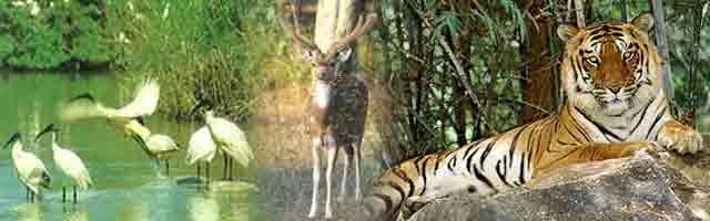 Kanha National Park Madhya Pradesh, India | Kanha Tiger Reserve