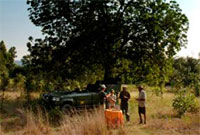 Mahua Kothi Safari