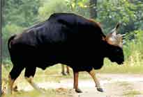 Reni Pani jungle lodge Satpura National Park