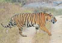 Reni Pani jungle lodge Satpura National Park