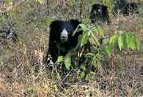 Reni Pani jungle lodge Satpura National Park