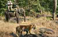 The Royal Tiger Resort, The Royal Tiger Resort At Kanha,Kanha National Park,Kanha Tiger Reserve,Tigers in Kanha.