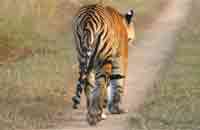 The Royal Tiger Resort, The Royal Tiger Resort At Kanha,Kanha National Park,Kanha Tiger Reserve,Tigers in Kanha.