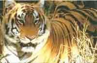 The Royal Tiger Resort, The Royal Tiger Resort At Kanha,Kanha National Park,Kanha Tiger Reserve,Tigers in Kanha.