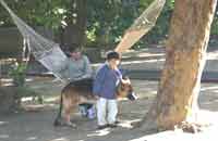 The Royal Tiger Resort, The Royal Tiger Resort At Kanha,Kanha National Park,Kanha Tiger Reserve,Tigers in Kanha.
