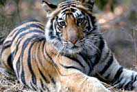 Tree House Hideaway,Tree House Bandhavgarh National Park, Tree House Hideaway Madhya Pradesh, Tree House Madhya Pradesh, discount tariff / rates/ pricelist