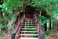 Tree House Hideaway,Tree House Bandhavgarh National Park, Tree House Hideaway Madhya Pradesh, Tree House Madhya Pradesh, discount tariff / rates/ pricelist