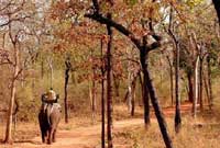 Tree House Hideaway,Tree House Bandhavgarh National Park, Tree House Hideaway Madhya Pradesh, Tree House Madhya Pradesh, discount tariff / rates/ pricelist