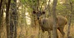 Bandhavgarh National Park
