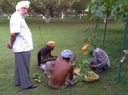 harvestgrapes