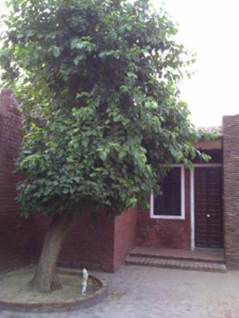 mulberrydoor