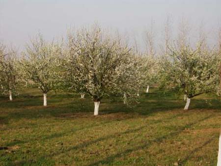 orchardbloom