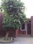 mulberrydoor