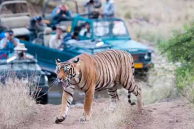 Sariska  Gandharva  Retreat  ,Sariska