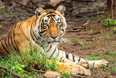 Surya Bagh Resort, Alwar  