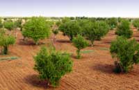 MIRVANA NATURE RESORT, hotels in jaisalmer,Room Reservations for Heritage Inn at Jaisalmer, Jaipur, Rajasthan, India.