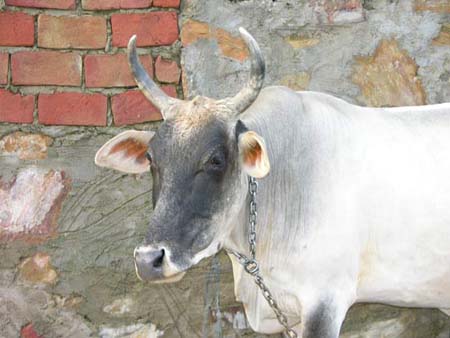 ANIMALS05