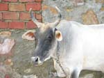 ANIMALS05