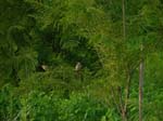 BIRDS06