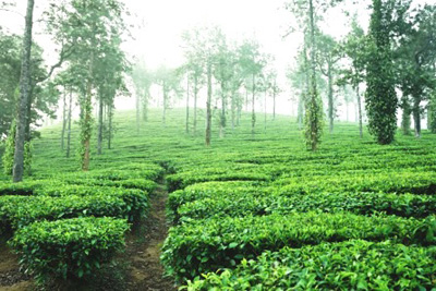 Gudalur Farm Villa, Gudalur

