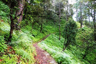 Binsar Jungle Cottage

 