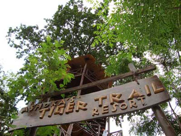 Ashoka_Tiger_Trail