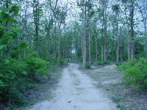 Ashoka_Tiger_Trail_Way
