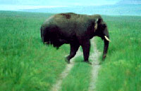 Hotel Jims Jungle Retreat Cheap Hotels Booking reservation Corbett Hotel Jims Jungle Retreat.