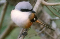 Hotel Jims Jungle Retreat Cheap Hotels Booking reservation Corbett Hotel Jims Jungle Retreat.