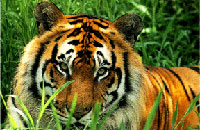Hotel Jims Jungle Retreat Cheap Hotels Booking reservation Corbett Hotel Jims Jungle Retreat.