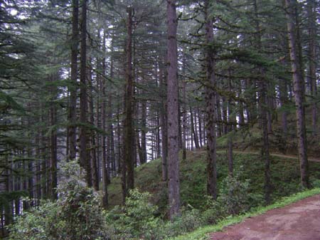 Forest Behind Camp