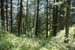 Forest Behind Camp View