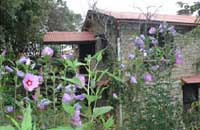 Bob's Place Nathuakhan,Uttaranchal.Nathuakhan Holidays & Vacations in Bob's Place,Nathuakhan cottages,Nathuakhan Cottages, holiday cottage, holiday cottages, holiday cottage Nathuakhan, Nathuakhan holiday cottage, holiday cottages Nathuakhan.