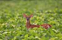 Kyari, Kyari Resort, Photographs & amp; Bookings for the Kyari, Resort nearby Jim Corbett National Park, Details, Facts Map, And Tour Bookings For Jim Corbett National Park.