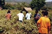 Kyari, Kyari Resort, Photographs & amp; Bookings for the Kyari, Resort nearby Jim Corbett National Park, Details, Facts Map, And Tour Bookings For Jim Corbett National Park.